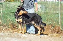BALDER, Hund, Mischlingshund in Spanien - Bild 5