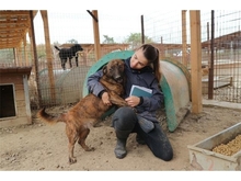 TALOR, Hund, Mischlingshund in Rumänien - Bild 1