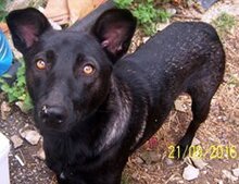 CLEO, Hund, Mischlingshund in Bulgarien - Bild 2