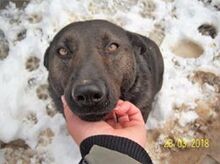 CLEO, Hund, Mischlingshund in Bulgarien - Bild 3