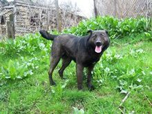 CLEO, Hund, Mischlingshund in Bulgarien - Bild 4