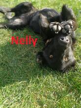 NELLY, Hund, Mischlingshund in Bulgarien - Bild 1