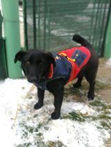 NELLY, Hund, Mischlingshund in Bulgarien - Bild 3