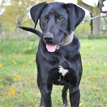 ADINO, Hund, Labrador-Mix in Slowakische Republik - Bild 3
