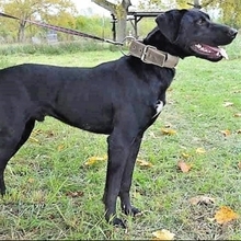 ADINO, Hund, Labrador-Mix in Slowakische Republik - Bild 9