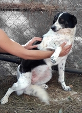 CAREZZA, Hund, Mischlingshund in Italien - Bild 2
