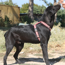 YORK, Hund, Mischlingshund in Griechenland - Bild 2