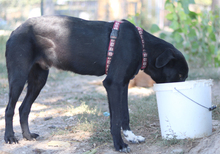 YORK, Hund, Mischlingshund in Griechenland - Bild 4