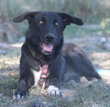 YORK, Hund, Mischlingshund in Griechenland - Bild 6
