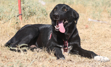 YORK, Hund, Mischlingshund in Griechenland - Bild 9