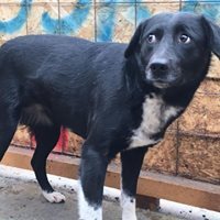 BARONESS, Hund, Mischlingshund in Rumänien - Bild 10