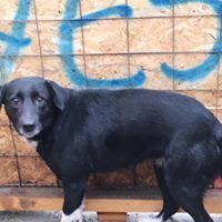BARONESS, Hund, Mischlingshund in Rumänien - Bild 13