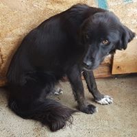 LUCA, Hund, Mischlingshund in Rumänien - Bild 1