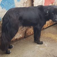 LUCA, Hund, Mischlingshund in Rumänien - Bild 2