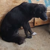LUCA, Hund, Mischlingshund in Rumänien - Bild 3