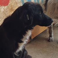 LUCA, Hund, Mischlingshund in Rumänien - Bild 4