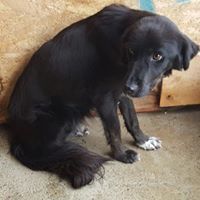 LUCA, Hund, Mischlingshund in Rumänien - Bild 5