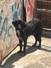 LUCA, Hund, Mischlingshund in Rumänien - Bild 8