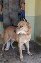 MAMBO, Hund, Mischlingshund in Italien - Bild 1