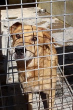 MAMBO, Hund, Mischlingshund in Italien - Bild 2