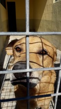 MAMBO, Hund, Mischlingshund in Italien - Bild 3