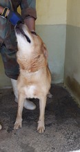 MAMBO, Hund, Mischlingshund in Italien - Bild 4
