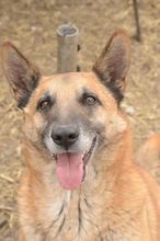 DEXTER, Hund, Malinois in Rumänien - Bild 1