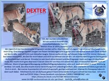 DEXTER, Hund, Malinois in Rumänien - Bild 2