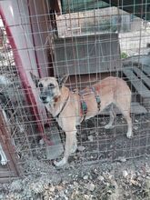 DEXTER, Hund, Malinois in Rumänien - Bild 3