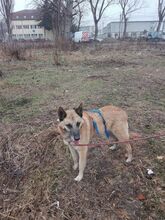 DEXTER, Hund, Malinois in Rumänien - Bild 6