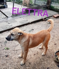 ELETTRA, Hund, Mischlingshund in Italien - Bild 3