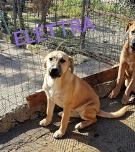 ELETTRA, Hund, Mischlingshund in Italien - Bild 5
