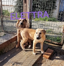 ELETTRA, Hund, Mischlingshund in Italien - Bild 6