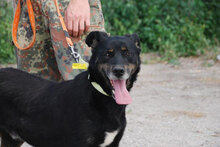 TROY, Hund, Mischlingshund in Bulgarien - Bild 1