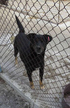 TROY, Hund, Mischlingshund in Bulgarien - Bild 10