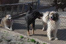 TROY, Hund, Mischlingshund in Bulgarien - Bild 11