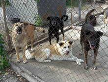 TROY, Hund, Mischlingshund in Bulgarien - Bild 12