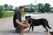TROY, Hund, Mischlingshund in Bulgarien - Bild 2