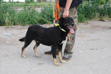 TROY, Hund, Mischlingshund in Bulgarien - Bild 3