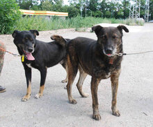 TROY, Hund, Mischlingshund in Bulgarien - Bild 4