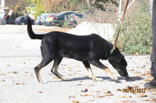 TROY, Hund, Mischlingshund in Bulgarien - Bild 5