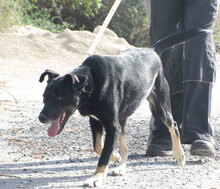 TROY, Hund, Mischlingshund in Bulgarien - Bild 6