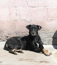 TROY, Hund, Mischlingshund in Bulgarien - Bild 7
