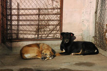 TROY, Hund, Mischlingshund in Bulgarien - Bild 9