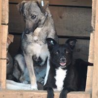 LINDA, Hund, Mischlingshund in Rumänien - Bild 11