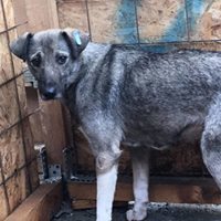 LINDA, Hund, Mischlingshund in Rumänien - Bild 13