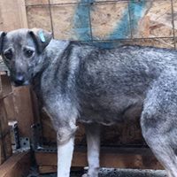 LINDA, Hund, Mischlingshund in Rumänien - Bild 17