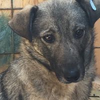 LINDA, Hund, Mischlingshund in Rumänien - Bild 2