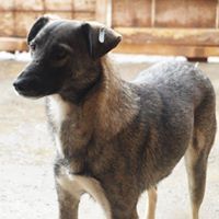 LINDA, Hund, Mischlingshund in Rumänien - Bild 5