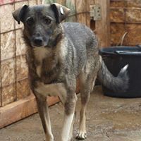 LINDA, Hund, Mischlingshund in Rumänien - Bild 6